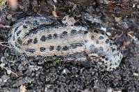 Limax maximus