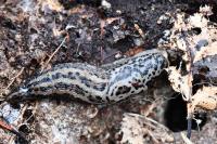 Limax maximus