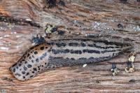 Limax maximus
