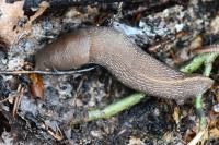 Limax cinereoniger