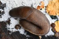 Limax cinereoniger