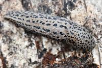 Limax maximus