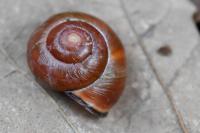 Cepaea nemoralis