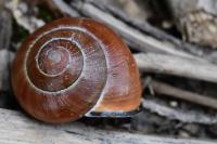Cepaea nemoralis