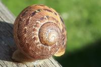 Cornu aspersum