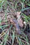 Limax maximus