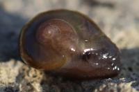 Semilimax pyrenaicus