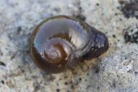 Semilimax pyrenaicus