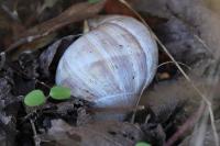 Helix pomatia