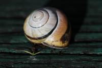 Cepaea nemoralis