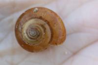 Oxychilus draparnaudi