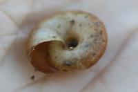 Oxychilus draparnaudi