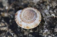 Xeroplexa intersecta