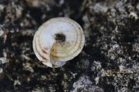 Xeroplexa intersecta