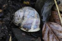 Cornu aspersum