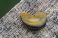 Arion hortensis