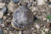 Cornu aspersum