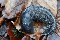 Limax cinereoniger