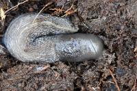 Limax cinereoniger