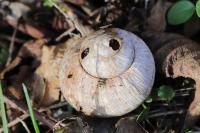 Escargot de Bourgogne