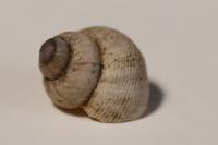 Pomatias elegans