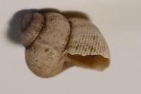 Pomatias elegans