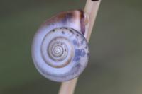 Monacha cartusiana
