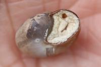 Monacha cartusiana