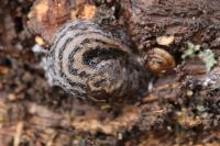 Limax maximus
