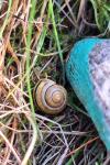 Cepaea nemoralis