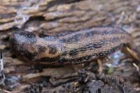 Limax maximus