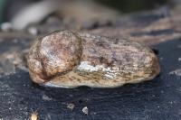 Deroceras reticulatum