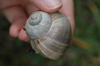 Helix pomatia