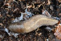 Limax cinereoniger