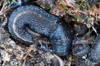 Limax cinereoniger