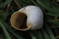 Helix pomatia