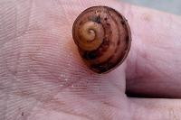 Cornu aspersum