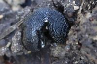 Arion hortensis