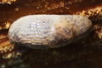 Deroceras reticulatum