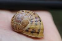 Cornu aspersum