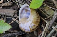 Cornu aspersum