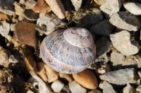 Cornu aspersum