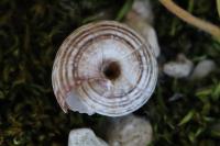 Cernuella aginnica