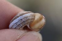 Cernuella aginnica