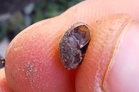 Trochulus hispidus