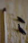 Clausilia bidentata
