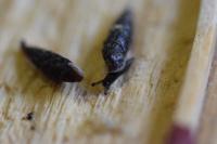 Clausilia bidentata