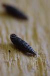 Clausilia bidentata