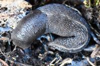 Limax cinereoniger