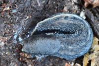 Limax cinereoniger